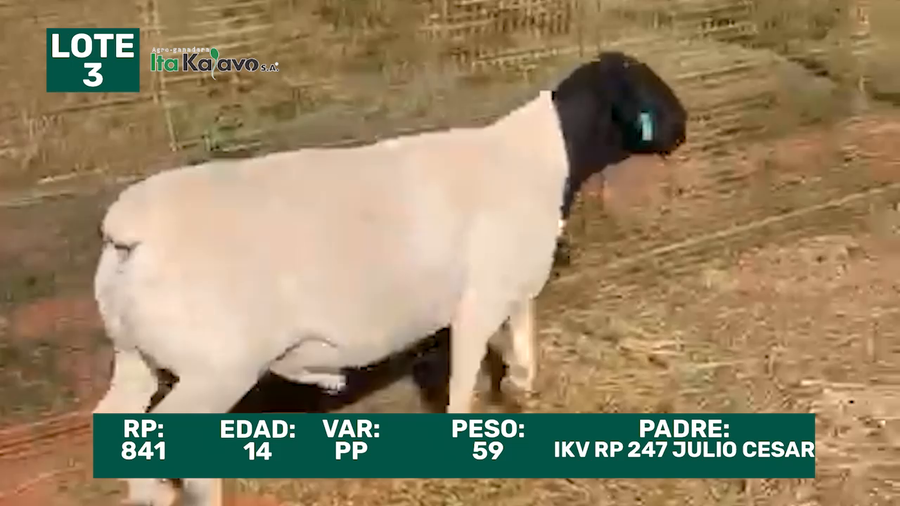 Lote LOTE 3