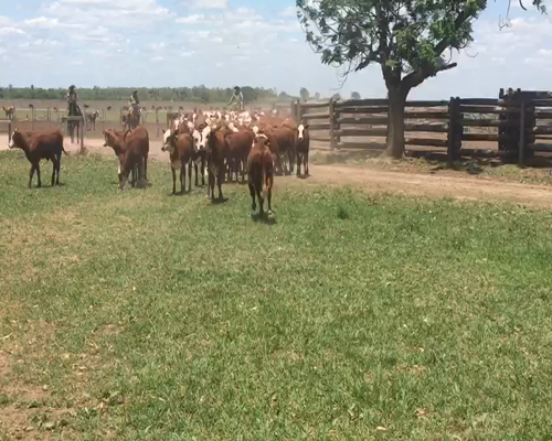 Lote 100 Terneras en El Colorado, Formosa