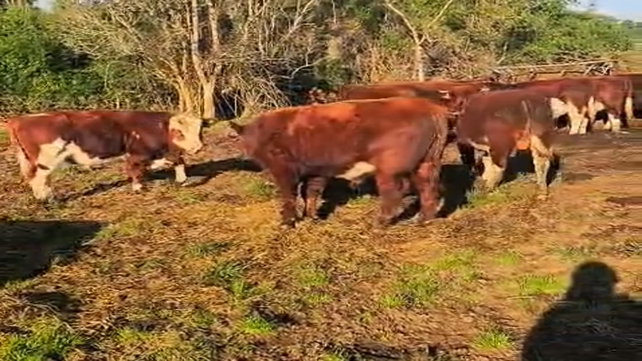 Lote 22 Ternero en Puerto Varas, X Región Los Lagos