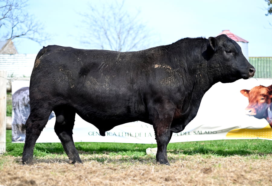 Lote TOROS PUROS DE PEDIGREE