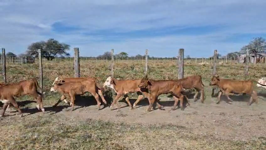 Lote 125 Terneros/as a término en Corrientes, Curuzu Cuatia