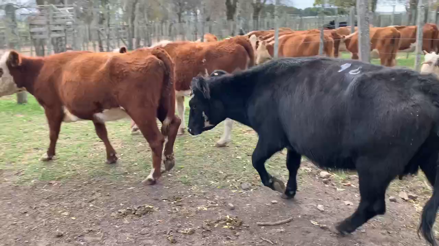 Lote 5 Vacas de Invernada en Melo, Cerro Largo