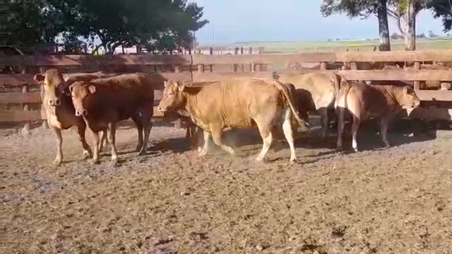 Lote 10 Piezas de cría LIMOUSIN a remate en Expo Ombúes en OMBUES DE LAVALLE