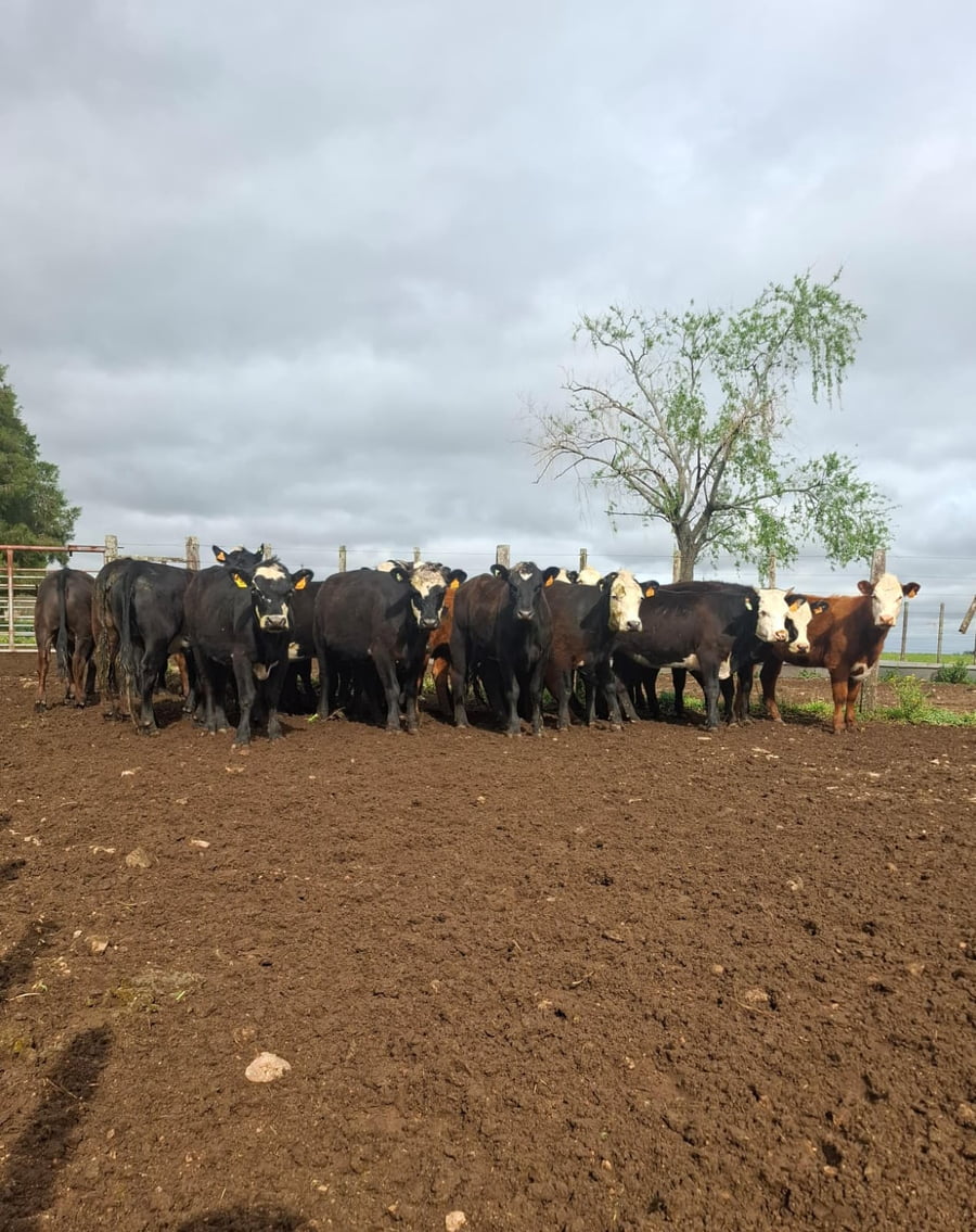 Lote Establecimiento R.A.J