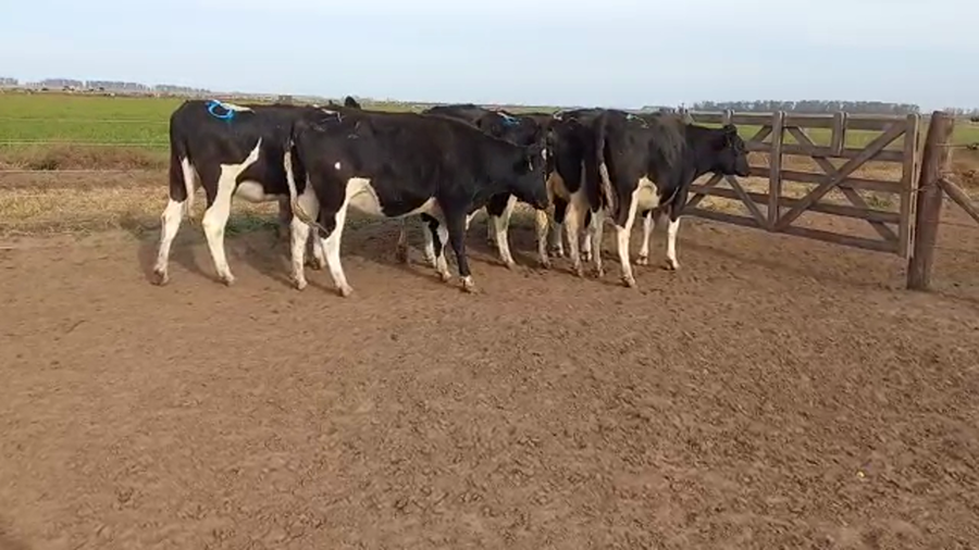 Lote Adeco Agropecuaria