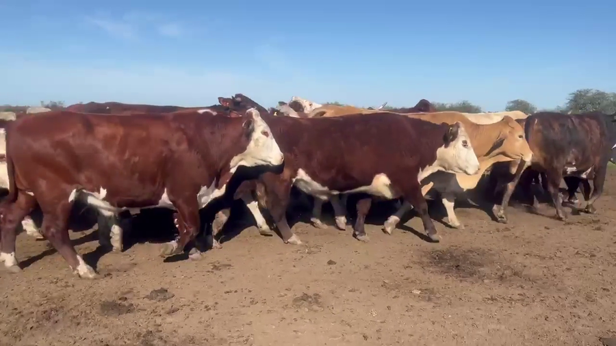 Lote 32 Novillos en Corrientes, Curuzú-Cuatiá
