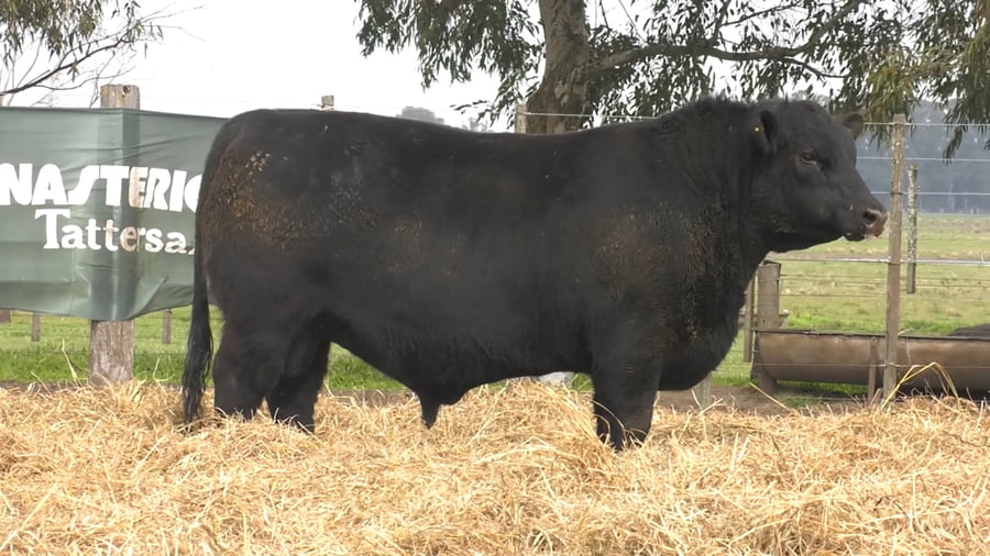 Lote TOROS PUROS POR CRUZA