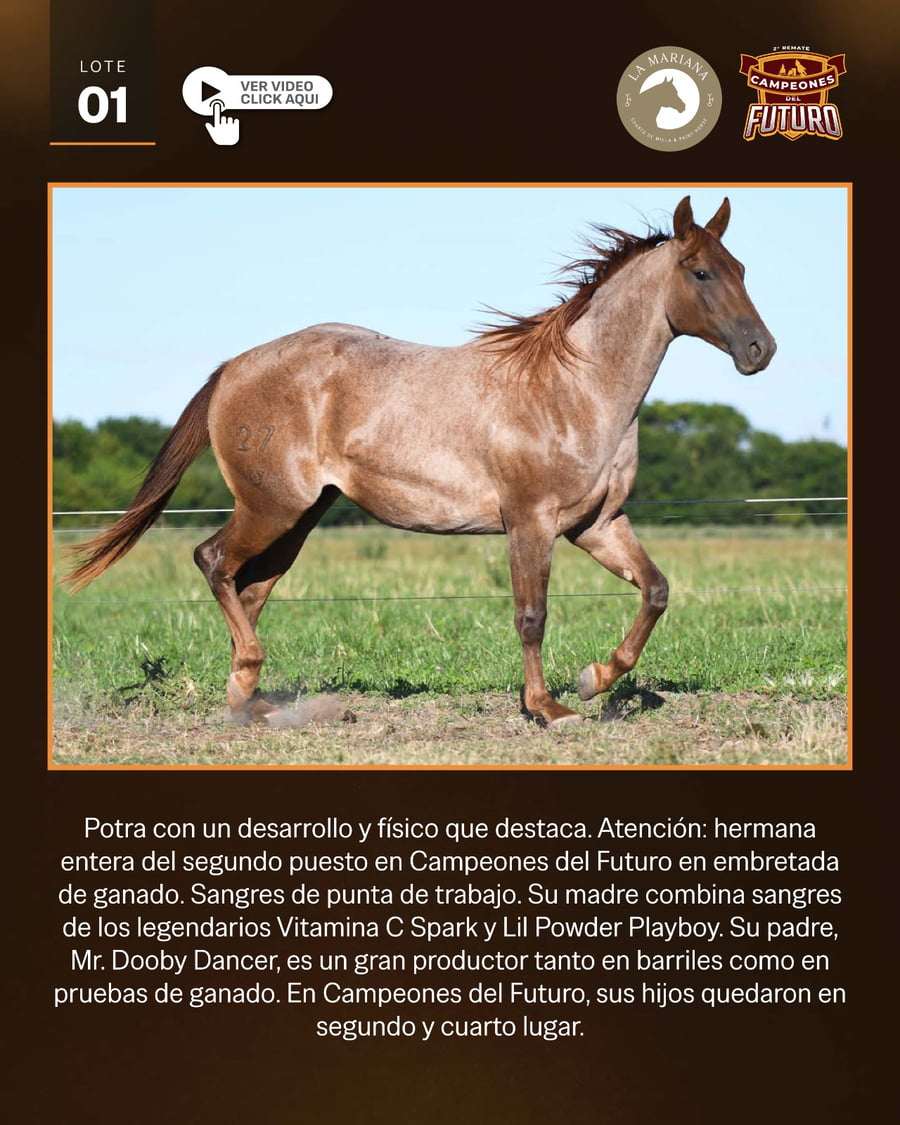 Lote LAM TAYRONA DANCER