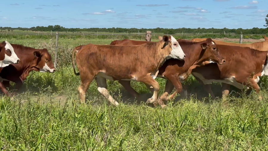Lote 64 Vaquillonas en Corrientes, Goya