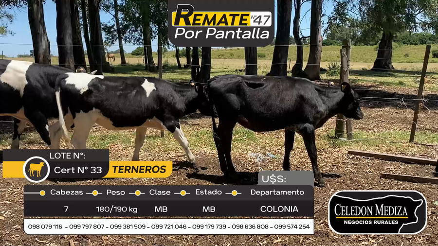 Lote 7 Terneros en Riachuelo, Colonia