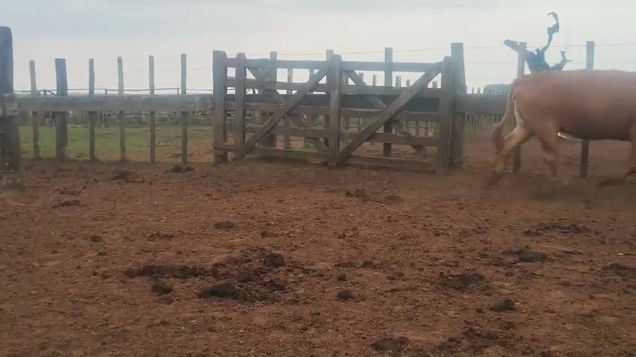 Lote 75 Vacas nuevas Preñadas