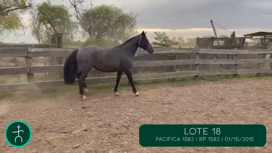 Lote PACIFICA 1583