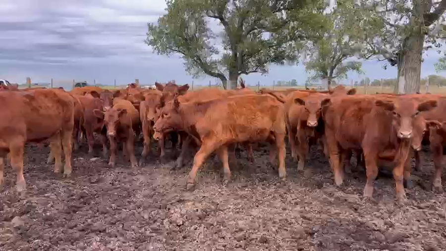Lote 71 Terneros