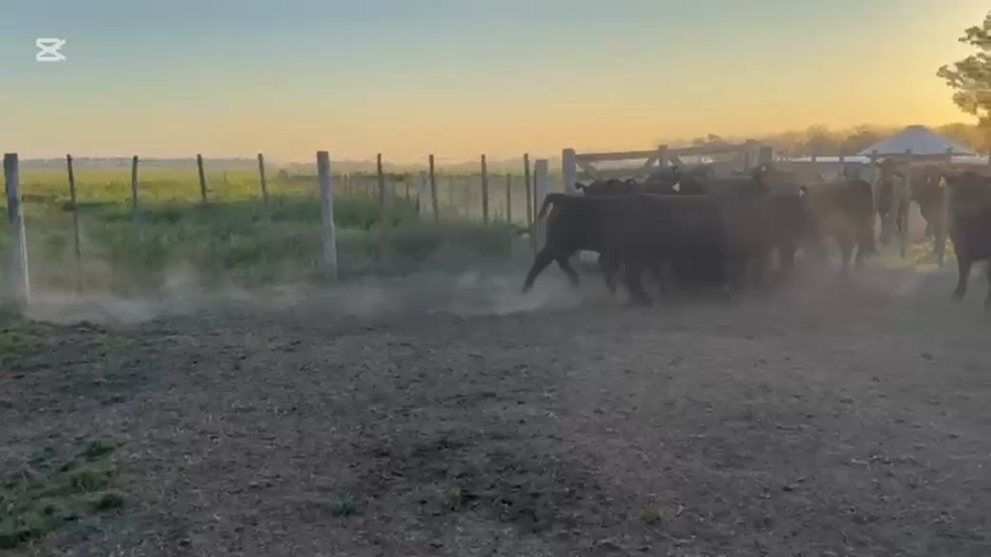 Lote 10 Vaquillonas
