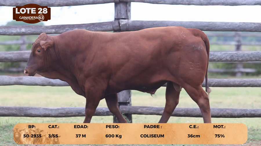 Lote LOTE 28