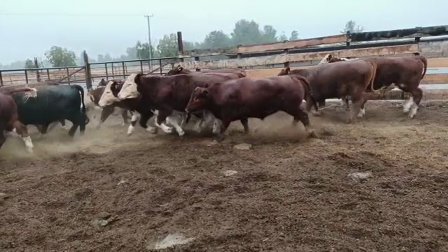 Imagen 1 del Lote Lote 20 Novillo Gordo en Los Ángeles, VIII Región Biobío