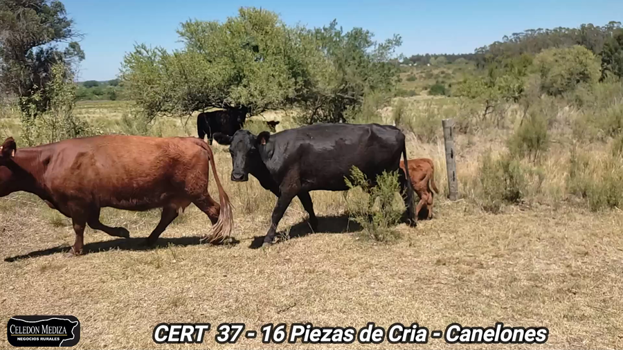 Lote 16 Piezas de cría en Canelones