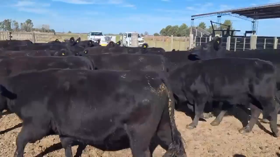 Lote 30 Vaquillonas C/ gtia de preñez