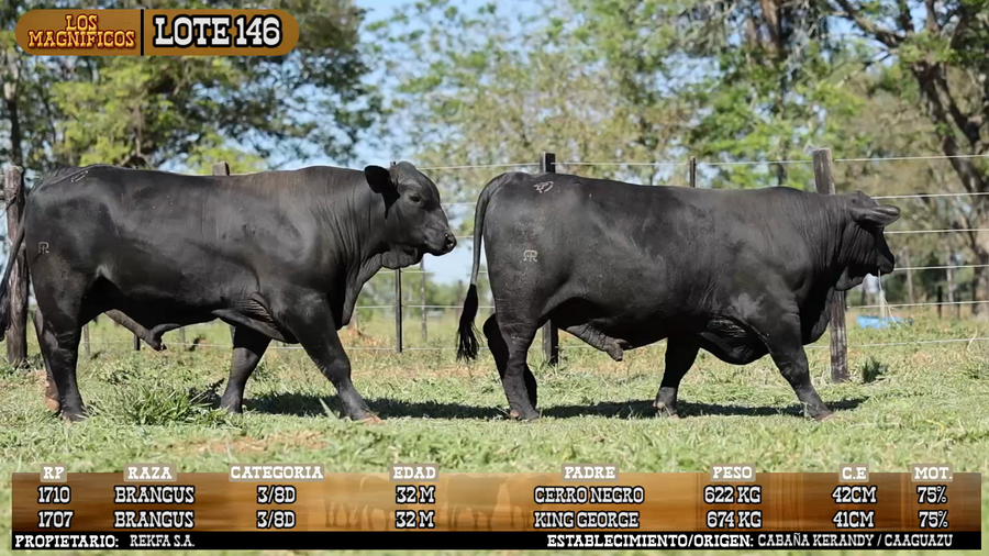 Lote LOTE 146 - VIVO