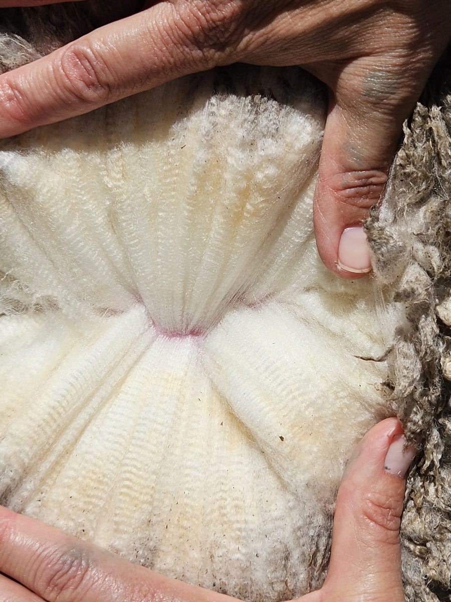 Lote (Vendido)Carneros a remate en Subasta Online - Nambi Guasu, Lavalleja