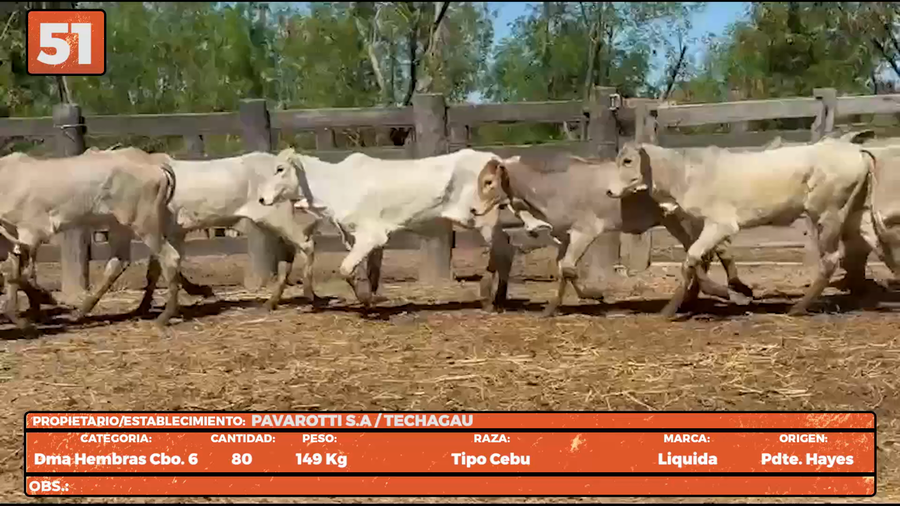 Lote LOTE 51