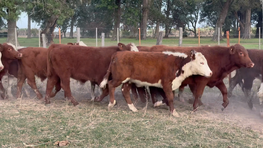Lote 80 Terneros
