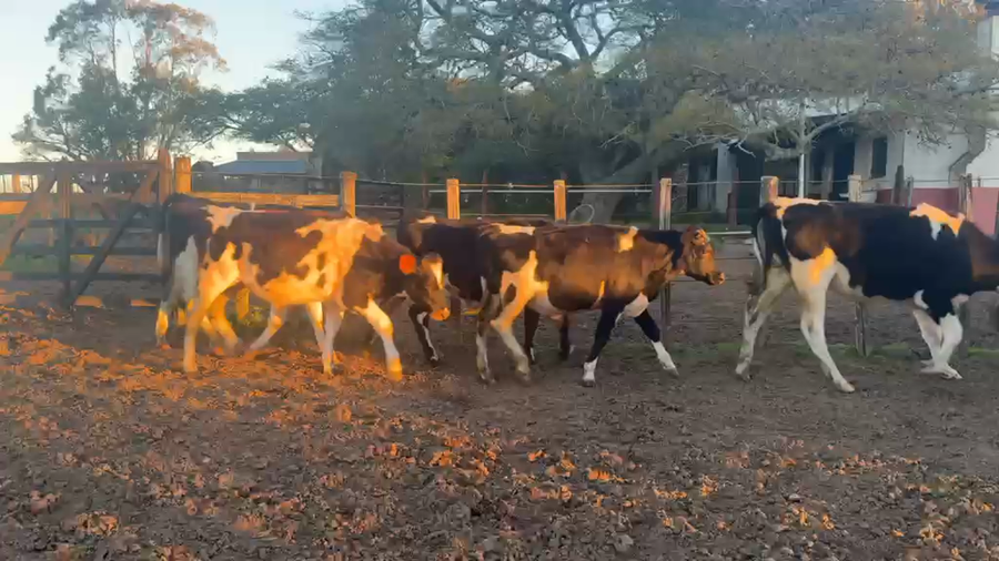 Lote NOVILLOS 1 a 2 AÑOS