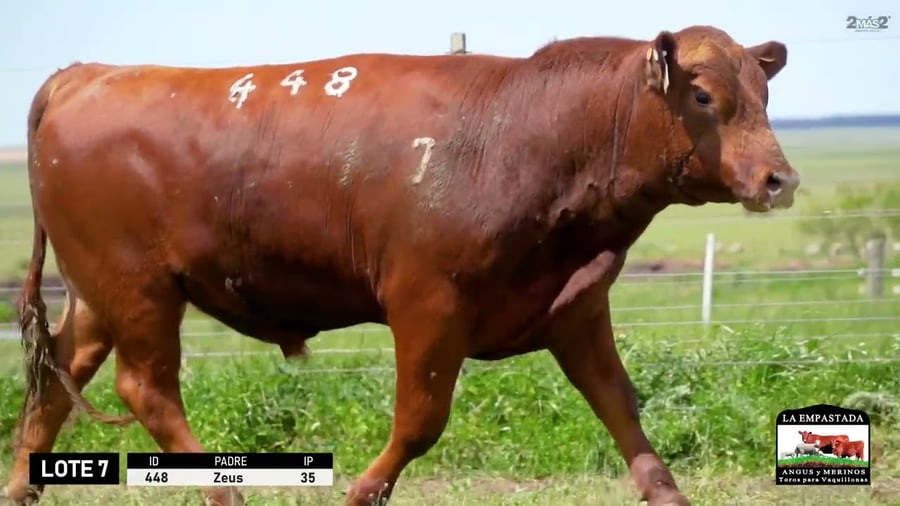 Lote 3 Toros a remate en Red Angus de La Empastada + Feria , Salto