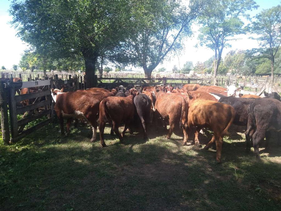 Lote 35 Vaquillonas en Gral. Lamadrid, Buenos Aires