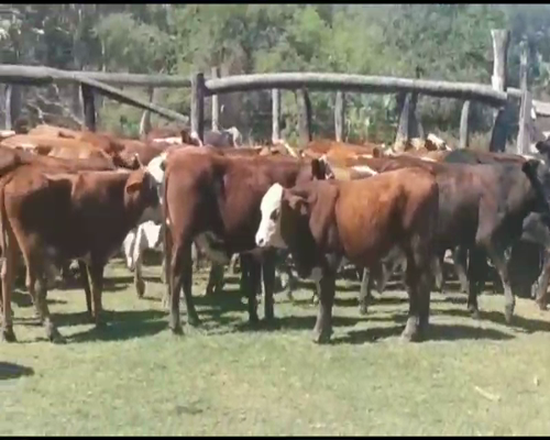 Lote 75 Novillitos en Empedrado, Corrientes