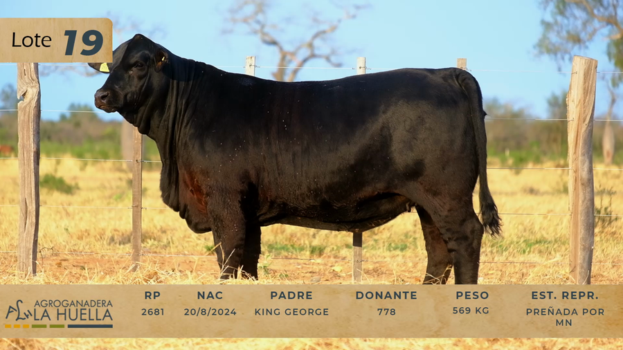 Lote LOTE 19