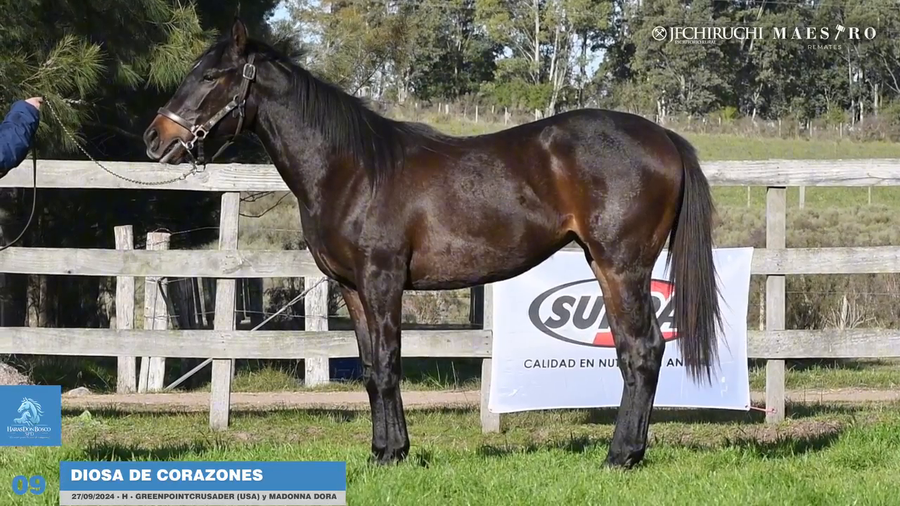 Lote DIOSA DE CORAZONES