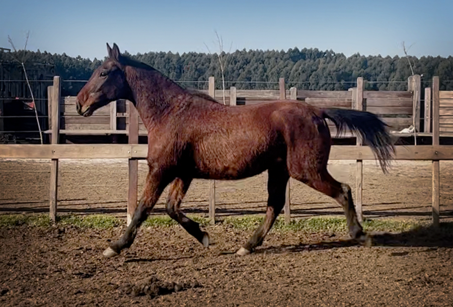 Lote PAULISTA FALUCHO