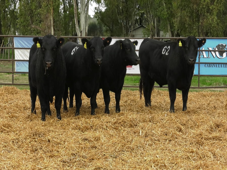 Lote TOROS ANGUS NEGROS PC
