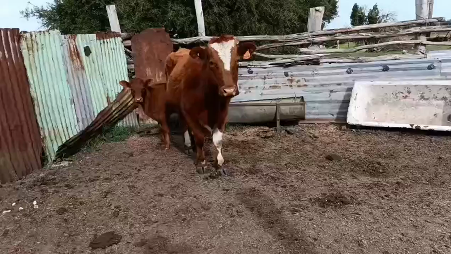 Lote 2 Piezas de cría a remate en Pantalla Camy, San José