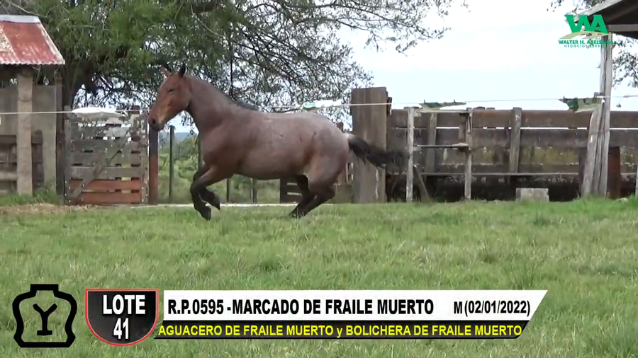 Lote MARCADO DE FRAILE MUERTO
