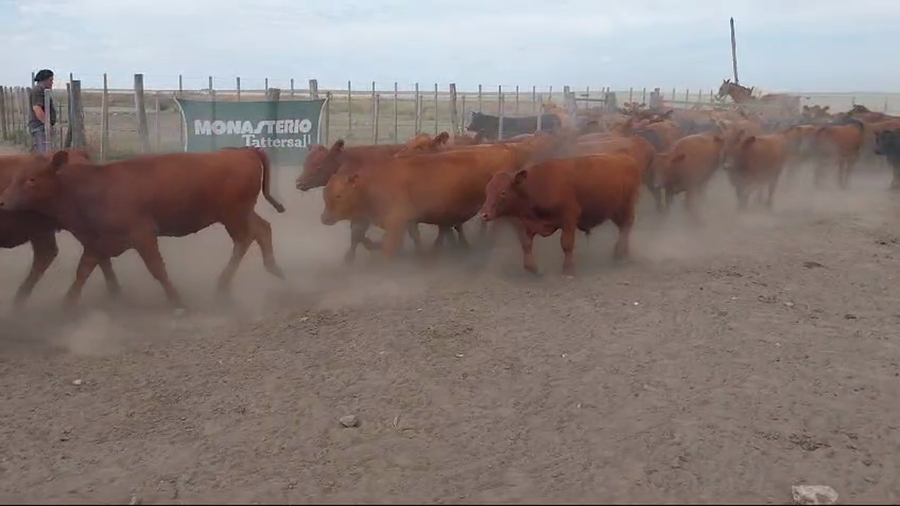 Lote 70 Terneros/as en Huanguelen