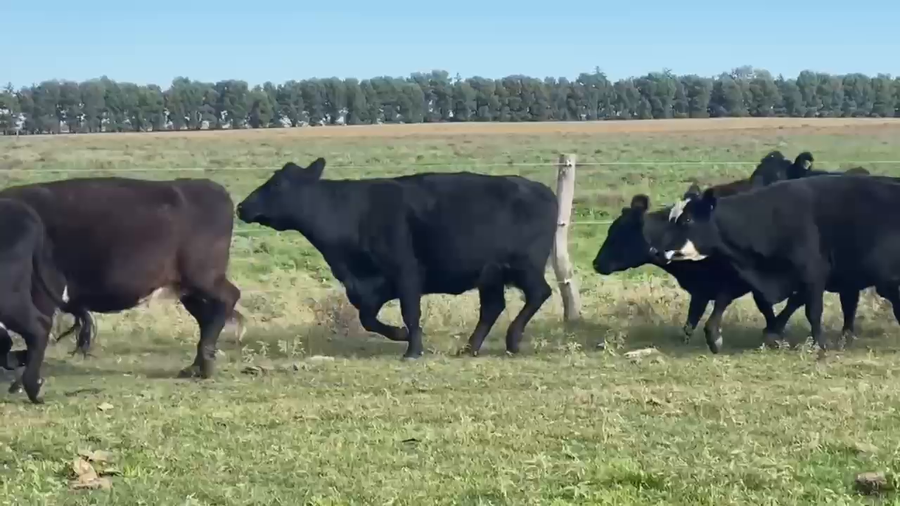Lote 100 Vacas CUT preñadas