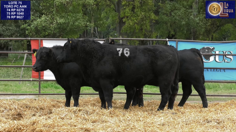 Lote TOROS ANGUS NEGROS PC