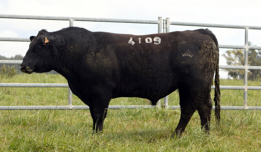 Lote ABERDEEN ANGUS SA - Angus NEGROS