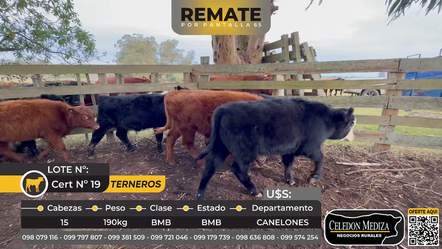 Lote 15 Terneros en Canelones