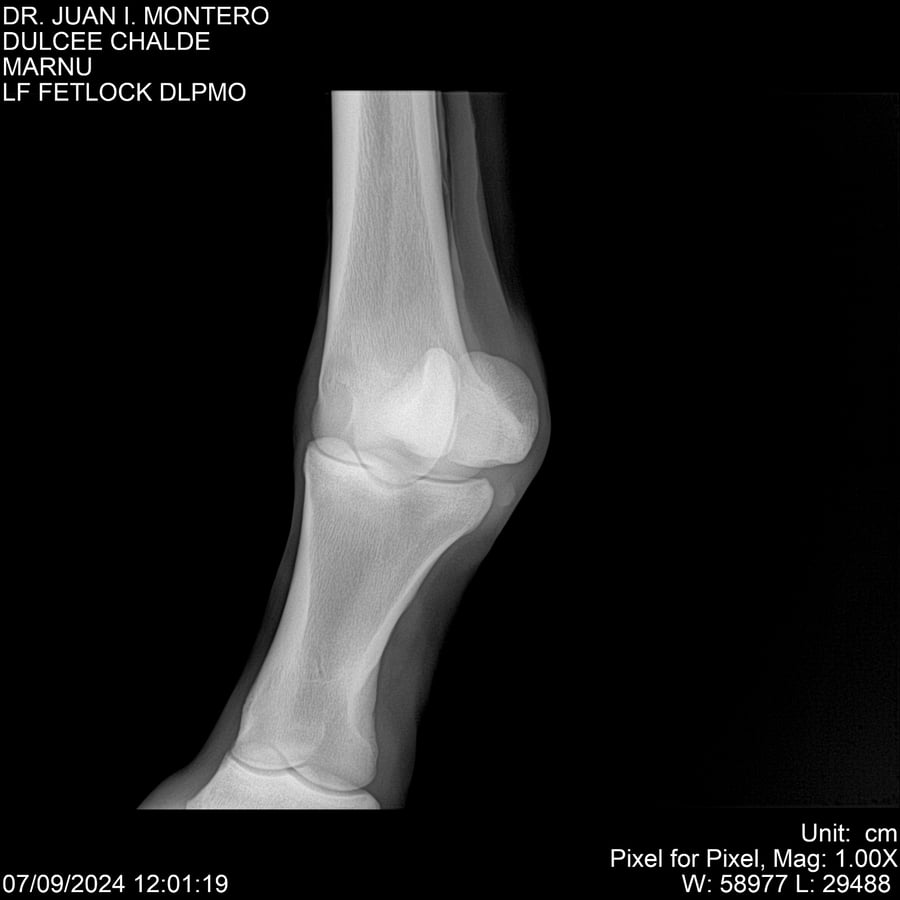 Lote DULCE CHANDEE (Arg)