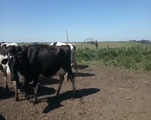 Lote 11 Vacas