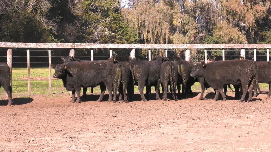 Lote VAQUILLONAS PURAS POR CRUZAS ( C/ garantía de preñez y con servicio)