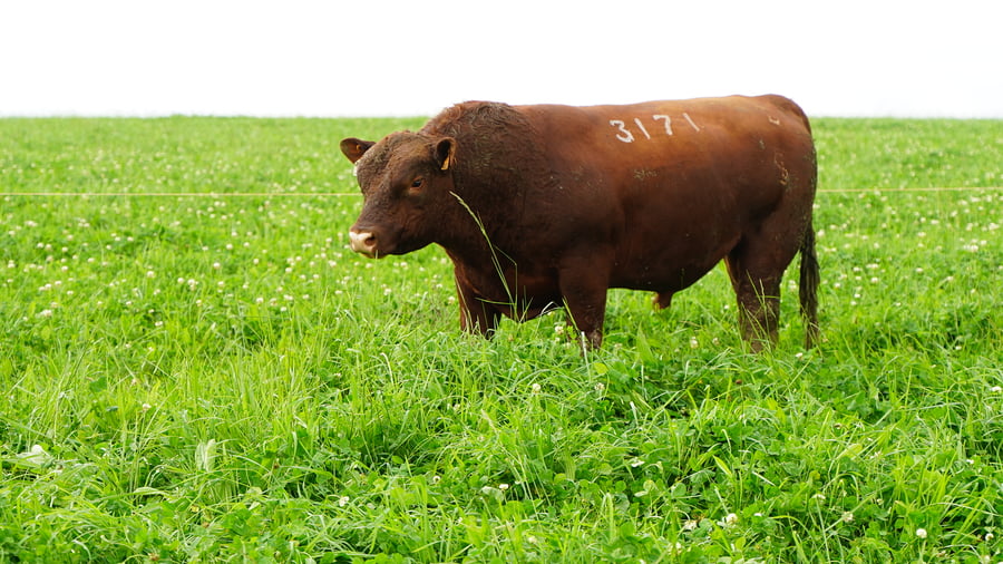 Lote (Vendido)Toros a remate en Ganadera Barracas S.A en Caraguata