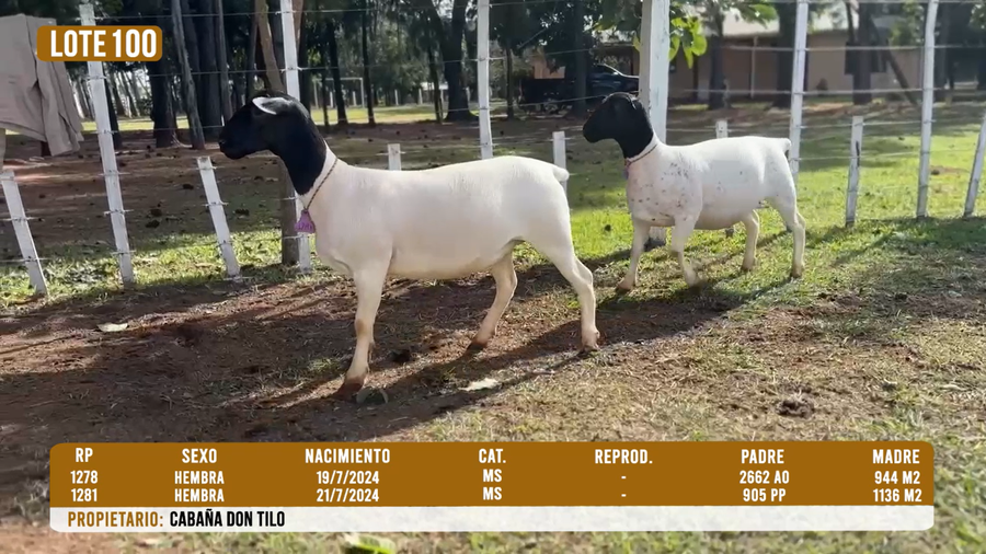 Lote LOTE 100