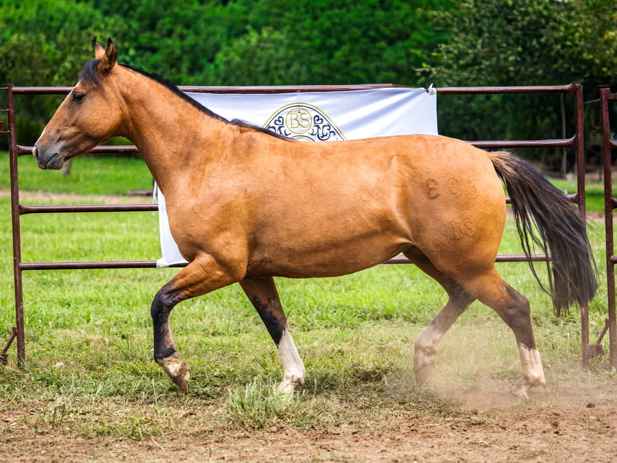 Lote SIRIGOTE DESTREZA GAUCHA