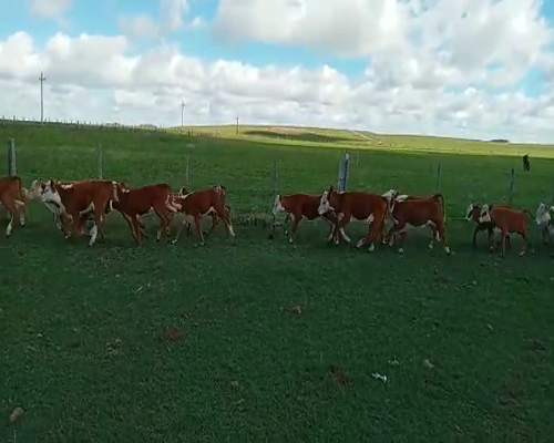 Lote TERNERAS
