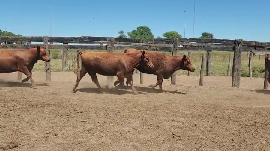 Lote 16 Vaquillonas en Dolores, Buenos Aires