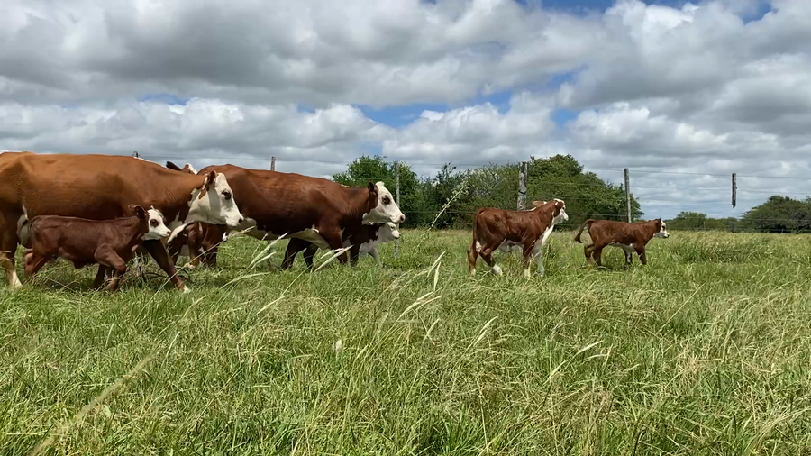 Lote 56 Vacas nuevas C/ cria